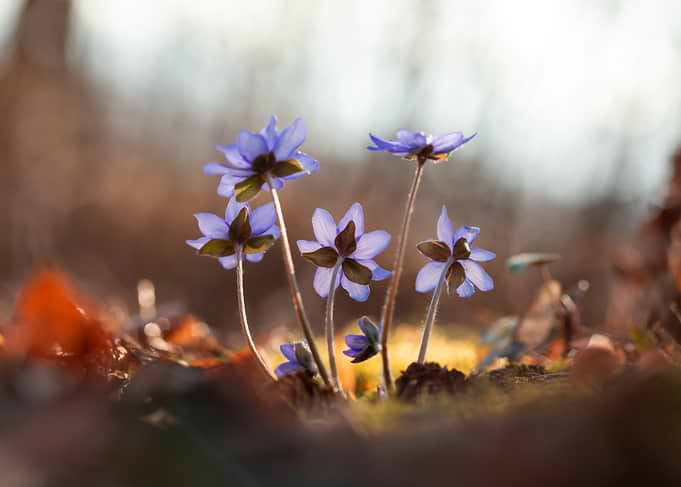 Purple Flowers in Sunlight