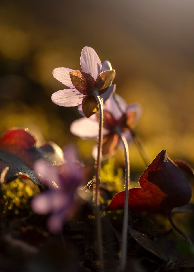 Delicate Purple Flowers