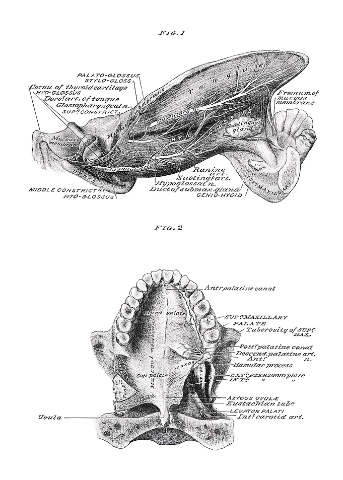 Human Anatomy Illustration