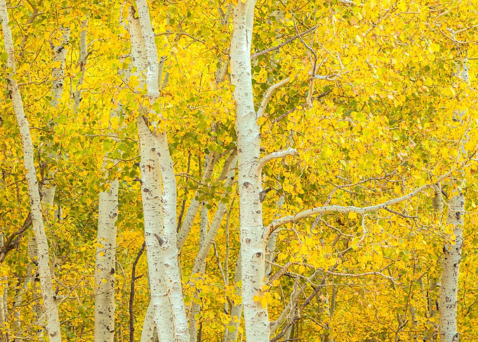 Golden Aspen Grove