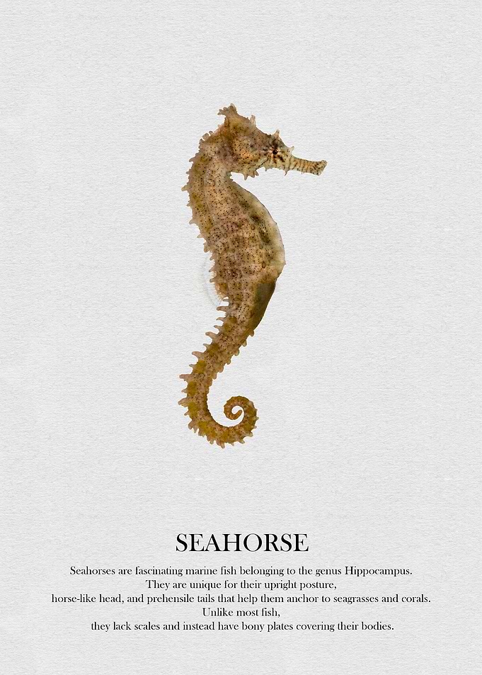 Seahorse Illustration