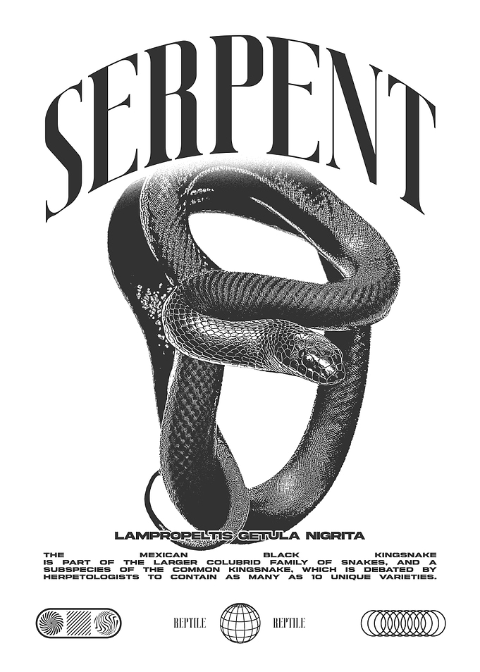 Mexican Black Kingsnake Reptile Keeper