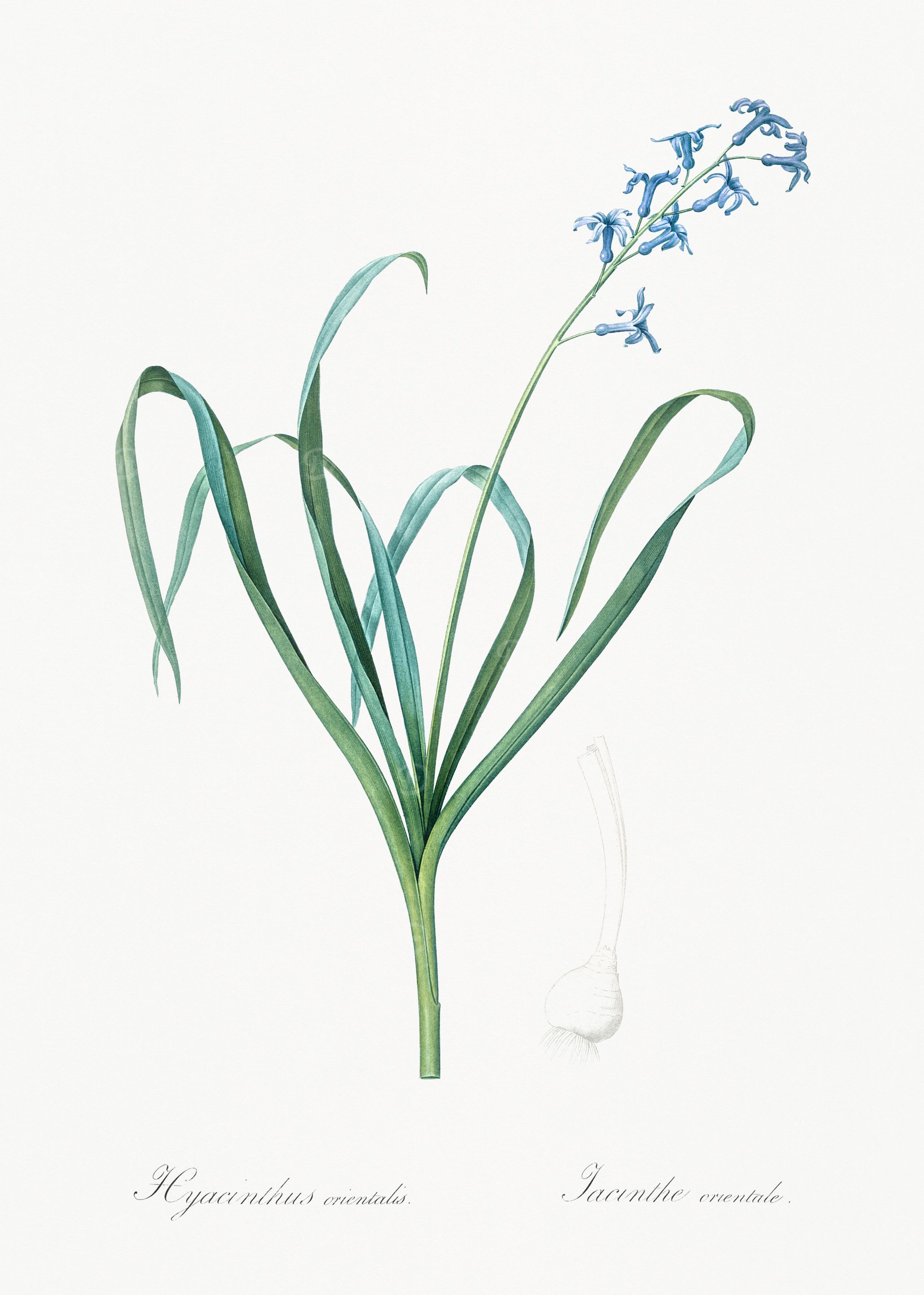 Hyacinthus Orientalis Illustration