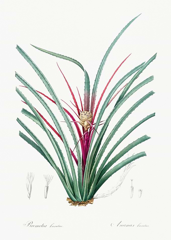 Botanical Illustration of Bromelia Karatas