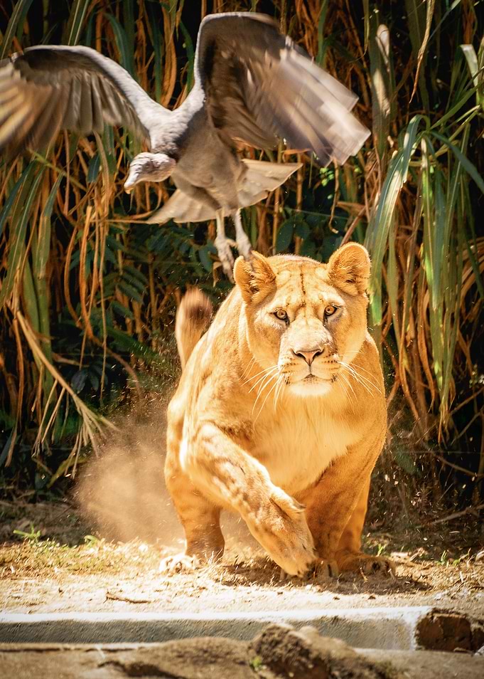 Lioness chasing a Vulture.