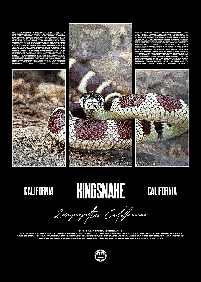 California Kingsnake Reptile Keeper