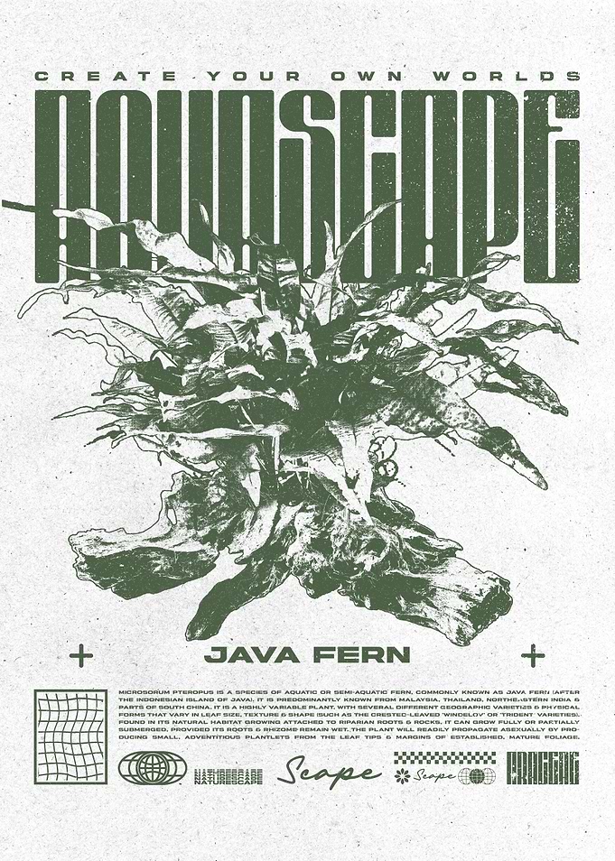 Java Fern Aquascaping Fish Room Poster