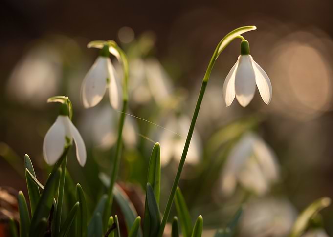 Snowdrop Flowers in Sunlight