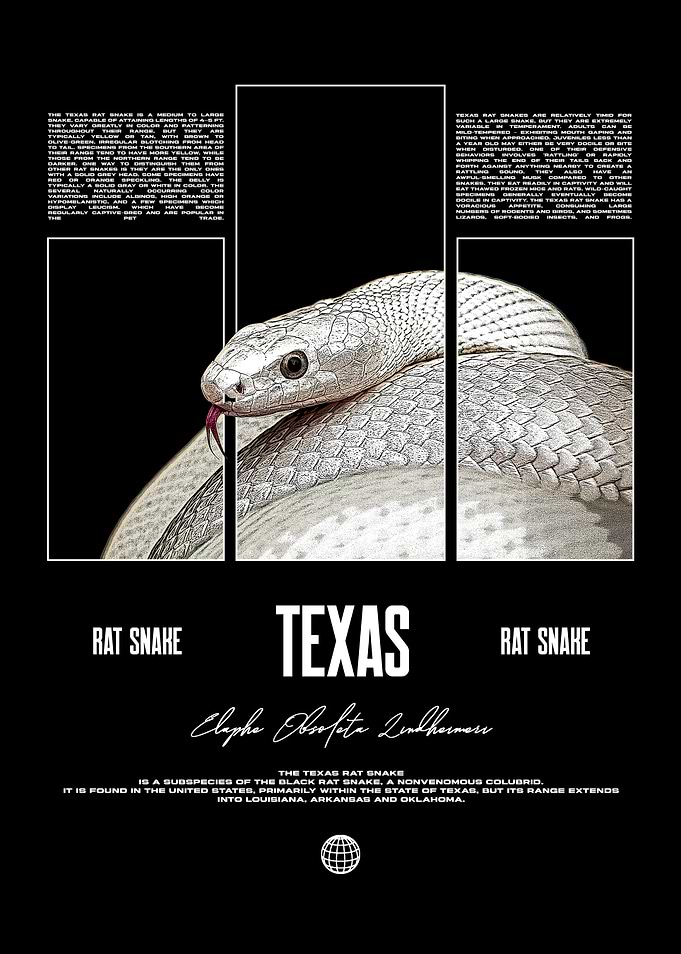 Texas Rat Snake Reptile Keeper Poster