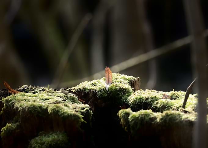Single Leaf on Mossy Log