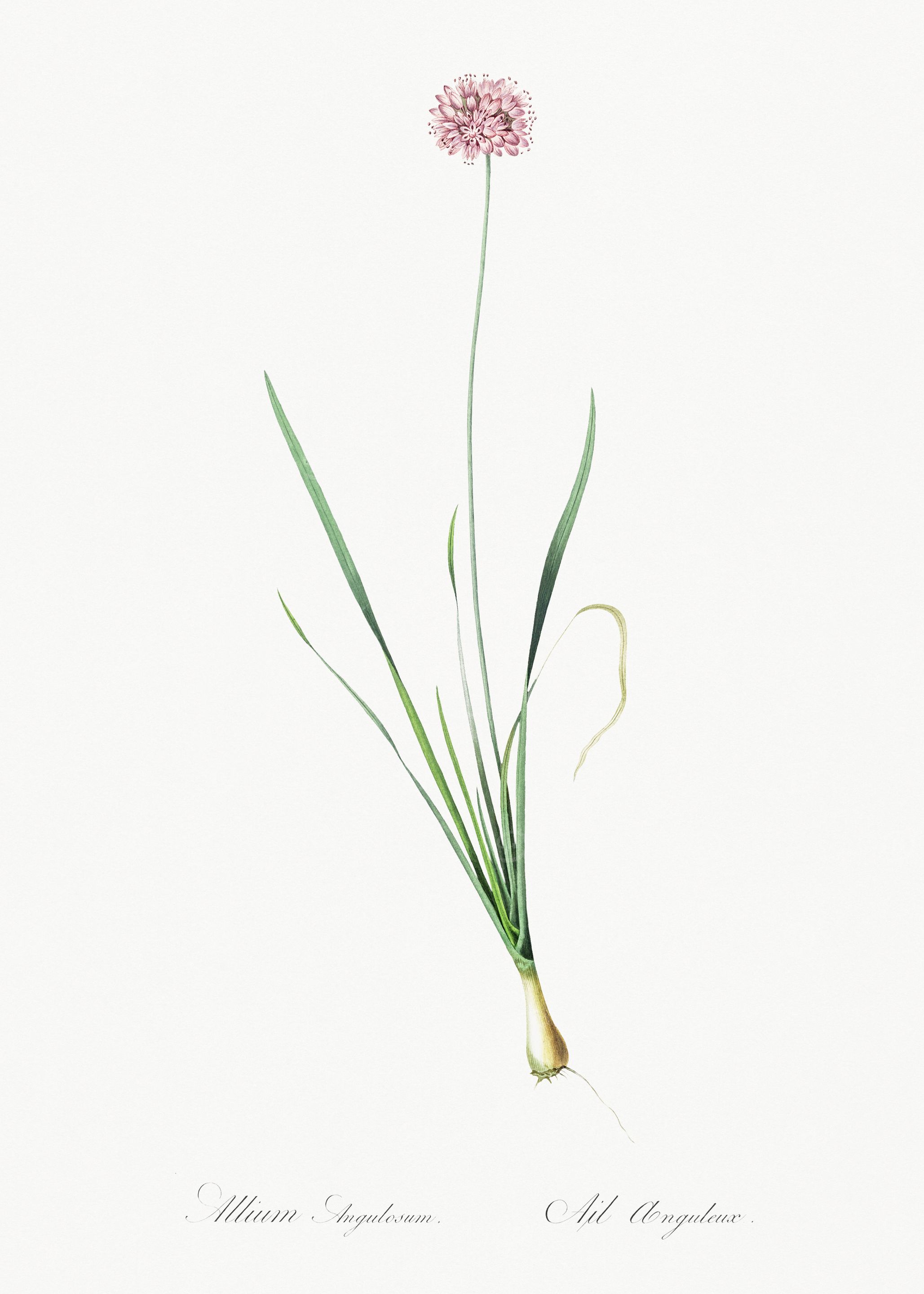 Allium Angulosum Illustration