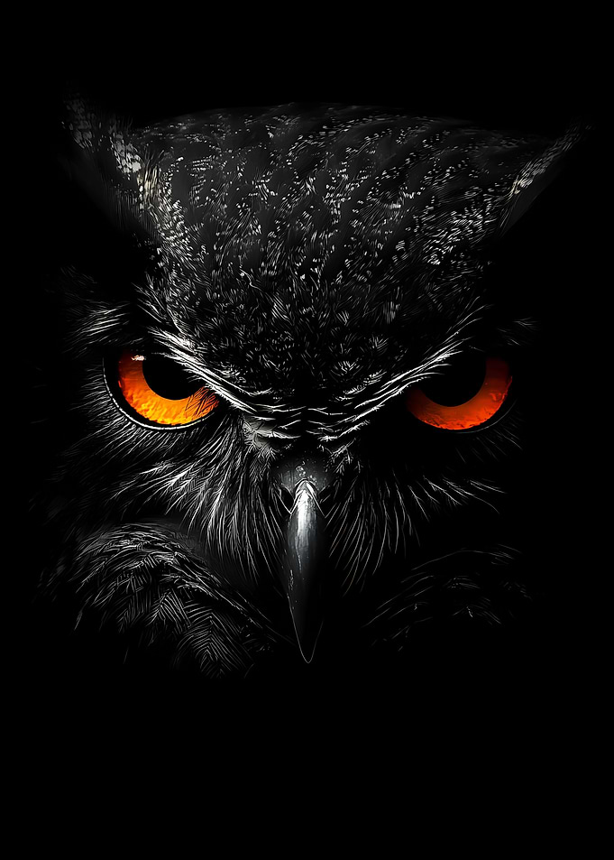 Owl Close-Up