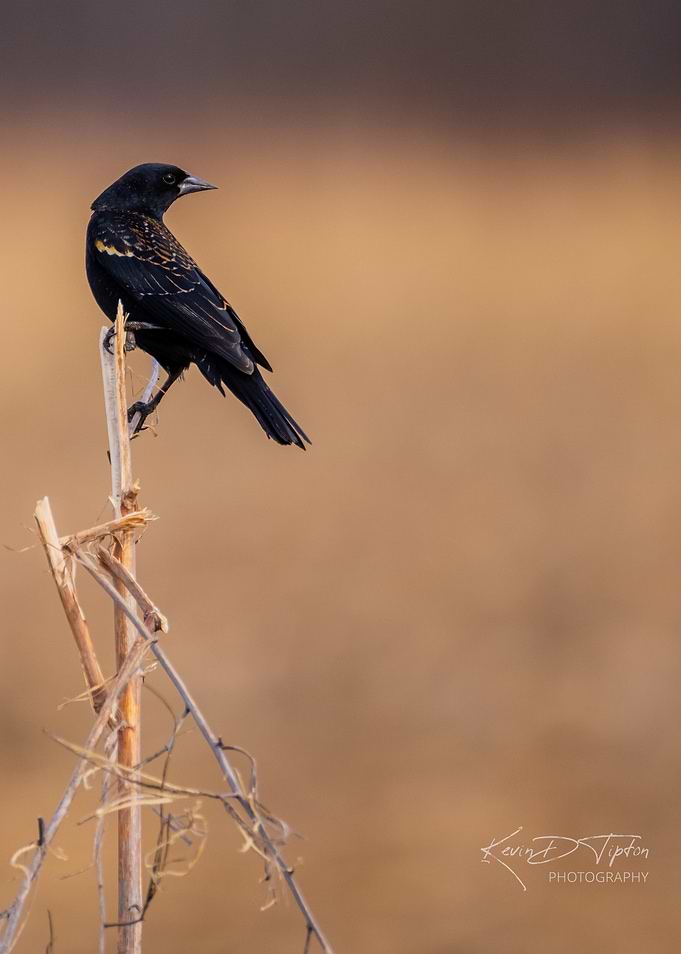 Blackbird on a Branch