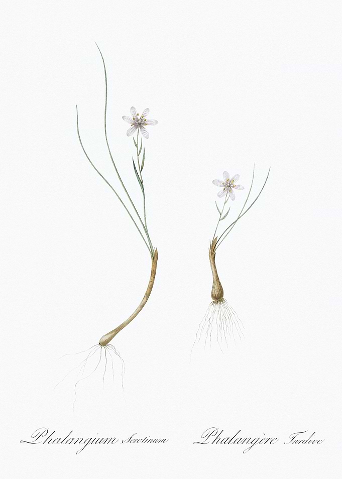 Botanical Illustration of Phalangium