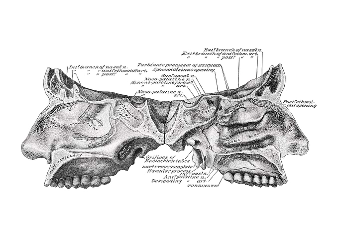 Human Nasal Cavity Anatomy