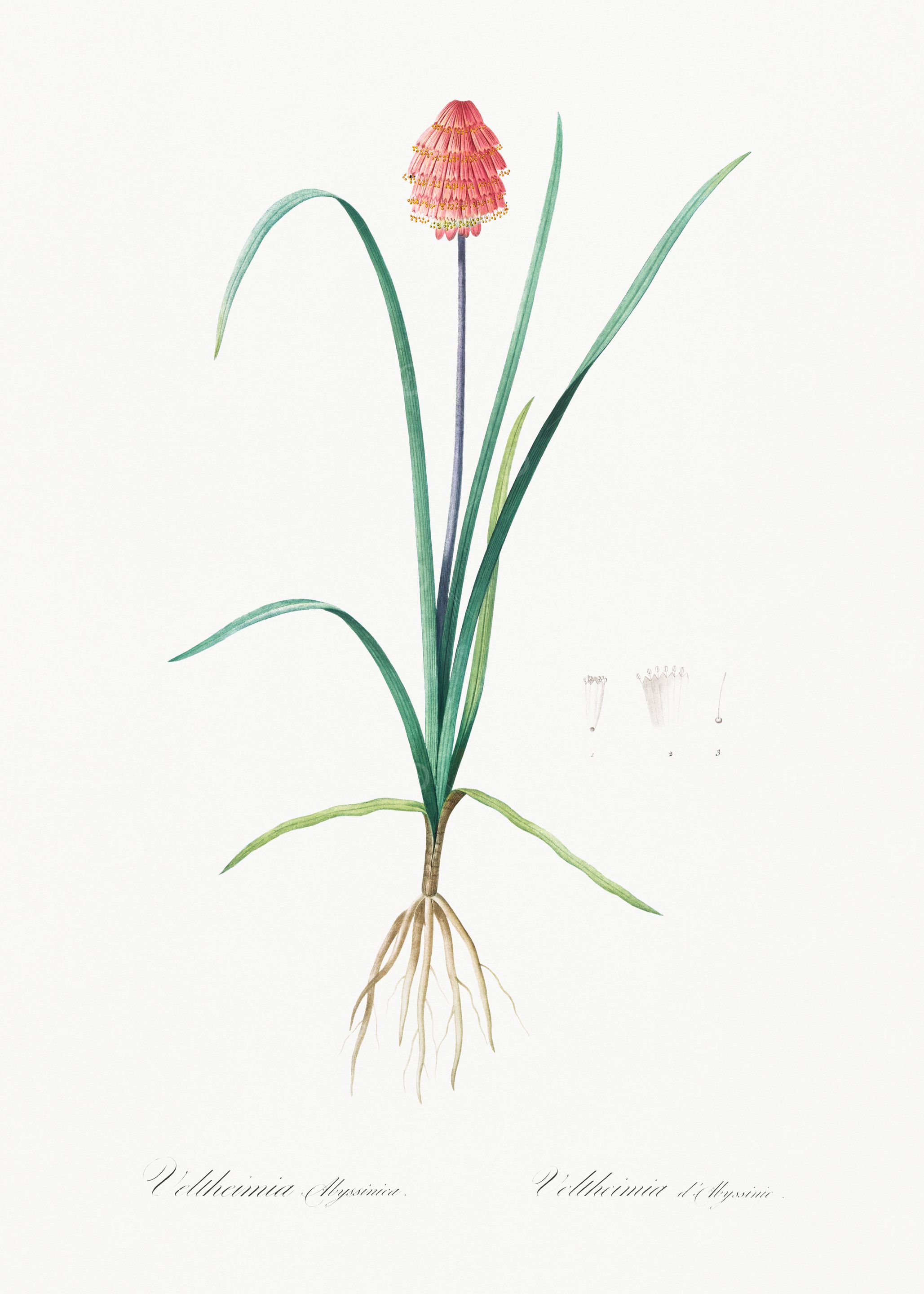 Botanical Illustration of Veltheimia
