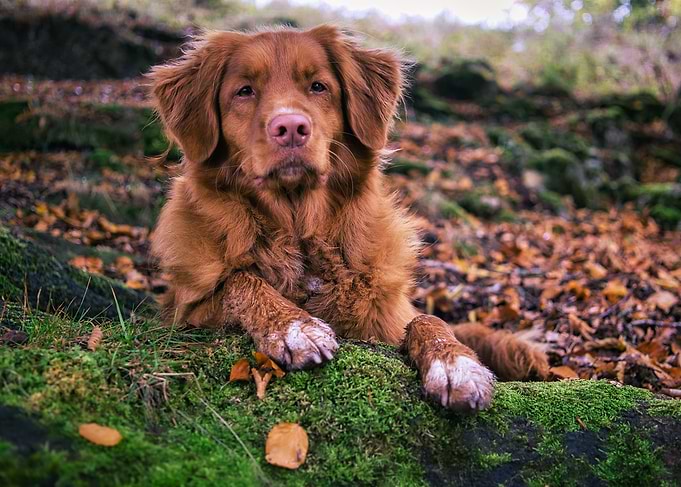 Golden Retriever in Autumn Woods