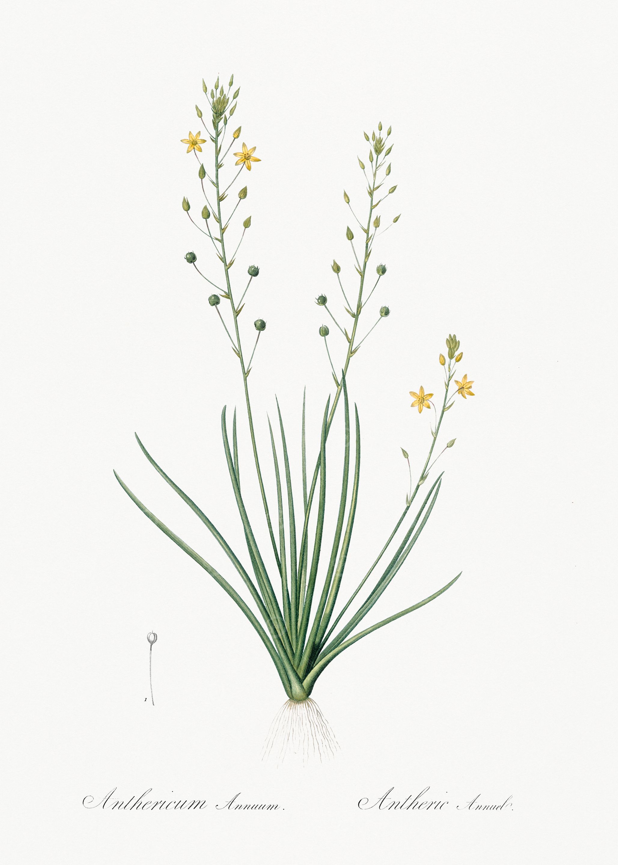 Botanical Illustration of Anthericum
