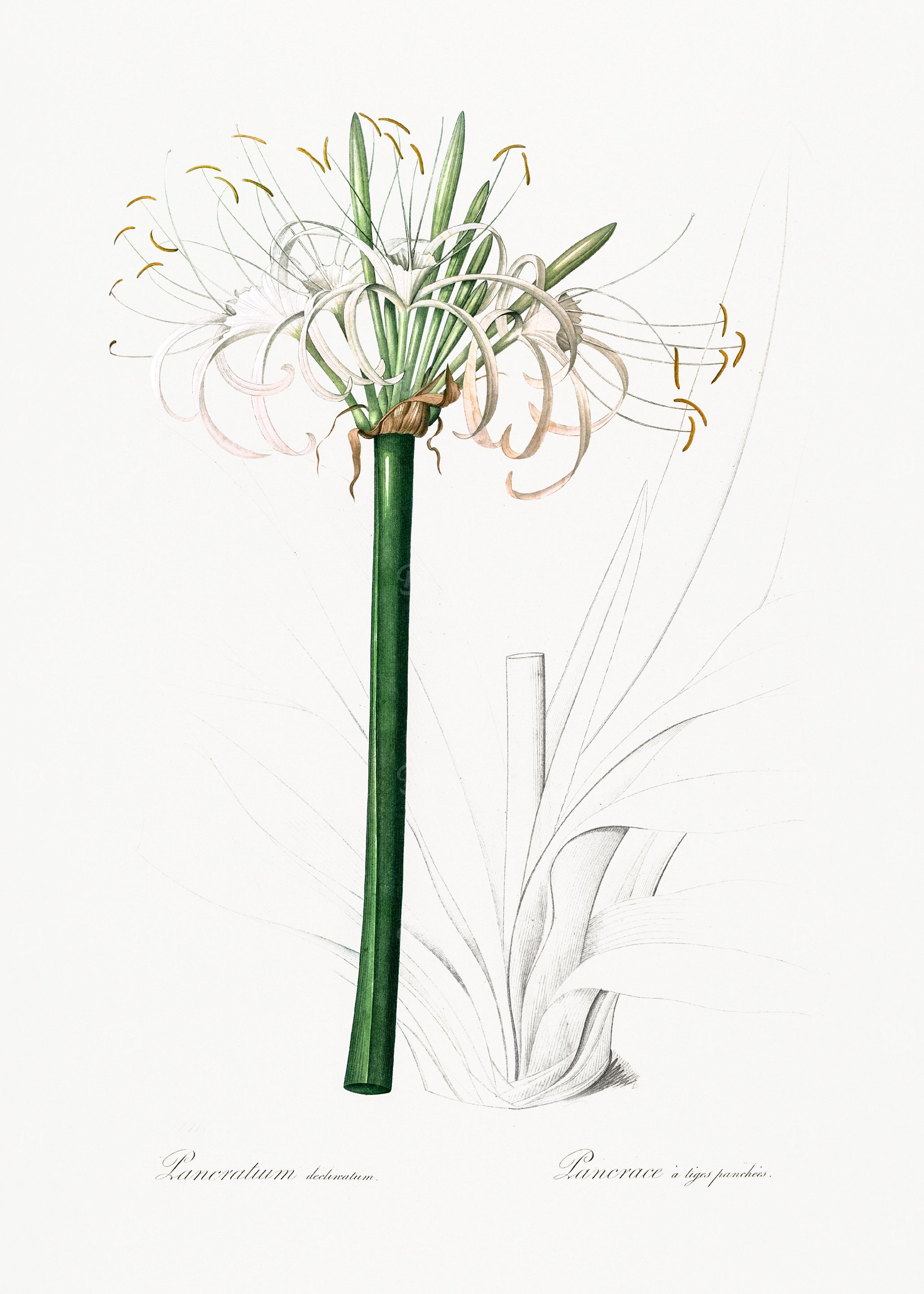 White Flower Illustration
