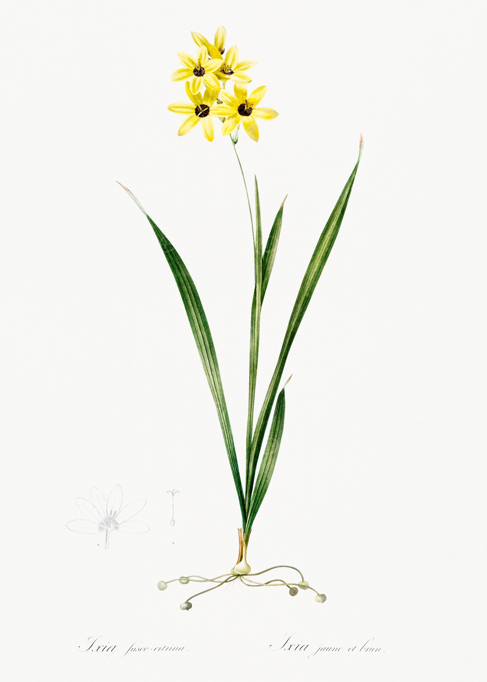 Yellow Flower Illustration