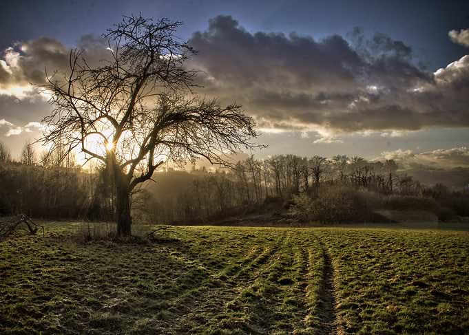 Sunset Meadow