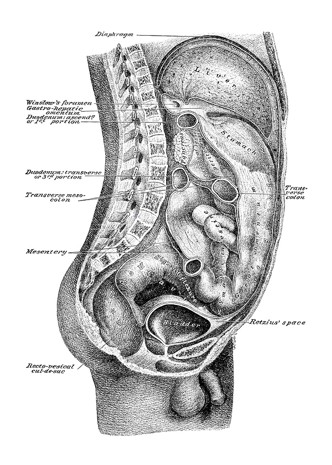 Human Anatomy Diagram