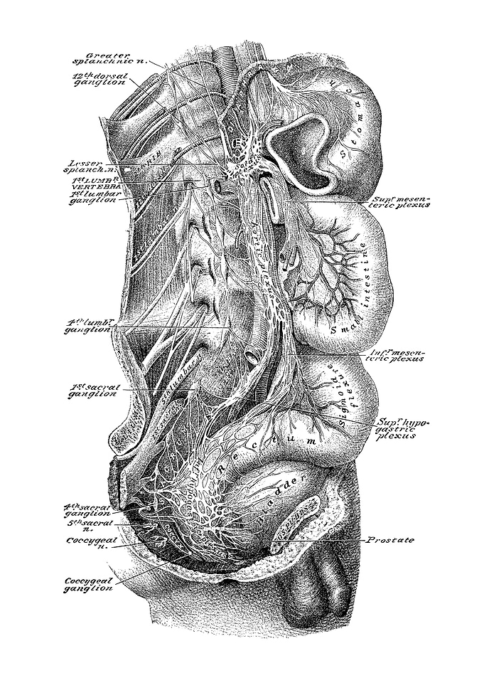 Human Intestines Anatomy
