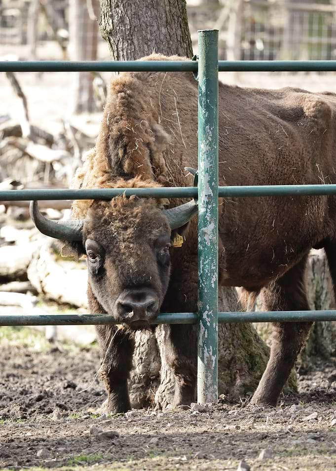 European Bison Behind Fence