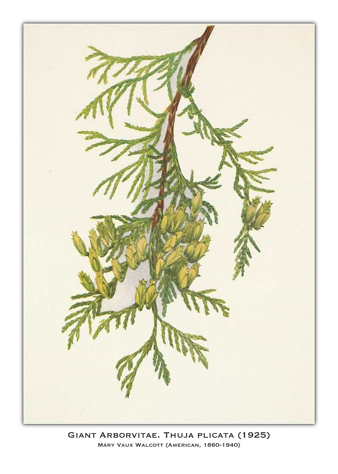 Giant Arborvitae Botanical Illustration