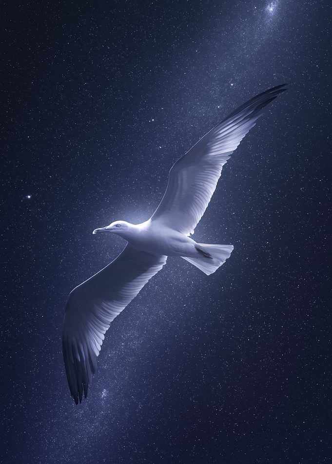 Seagull In Night Sky
