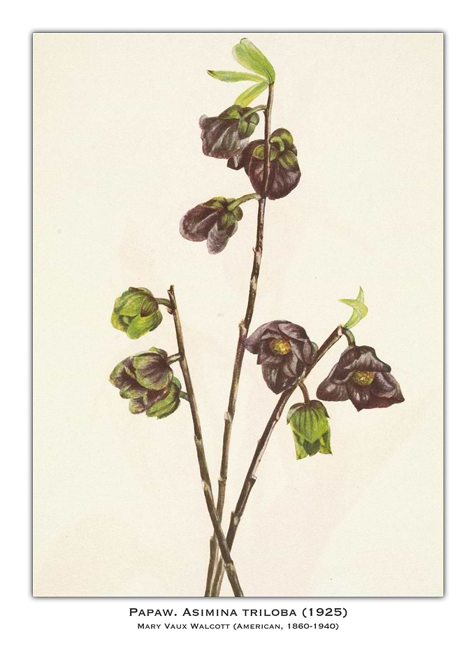 Pawpaw Flower Illustration