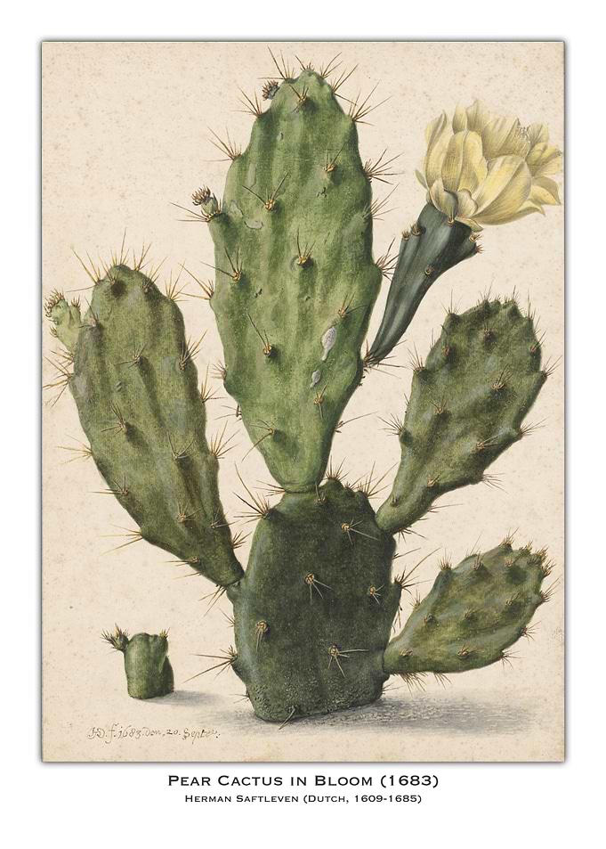 Pear Cactus in Bloom