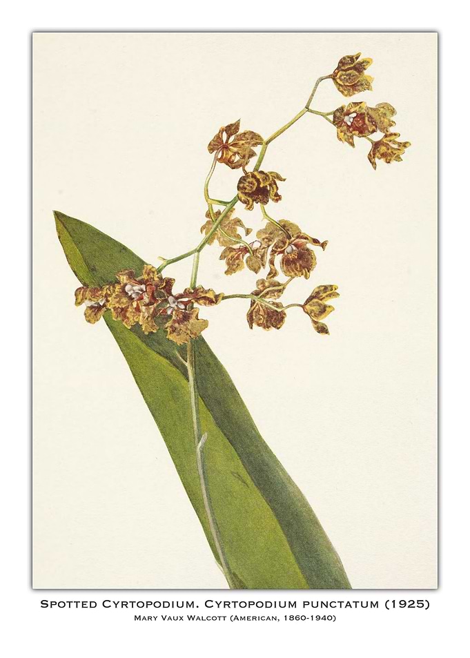 Spotted Cyrtopodium Orchid