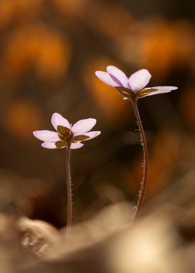 Delicate Purple Flowers