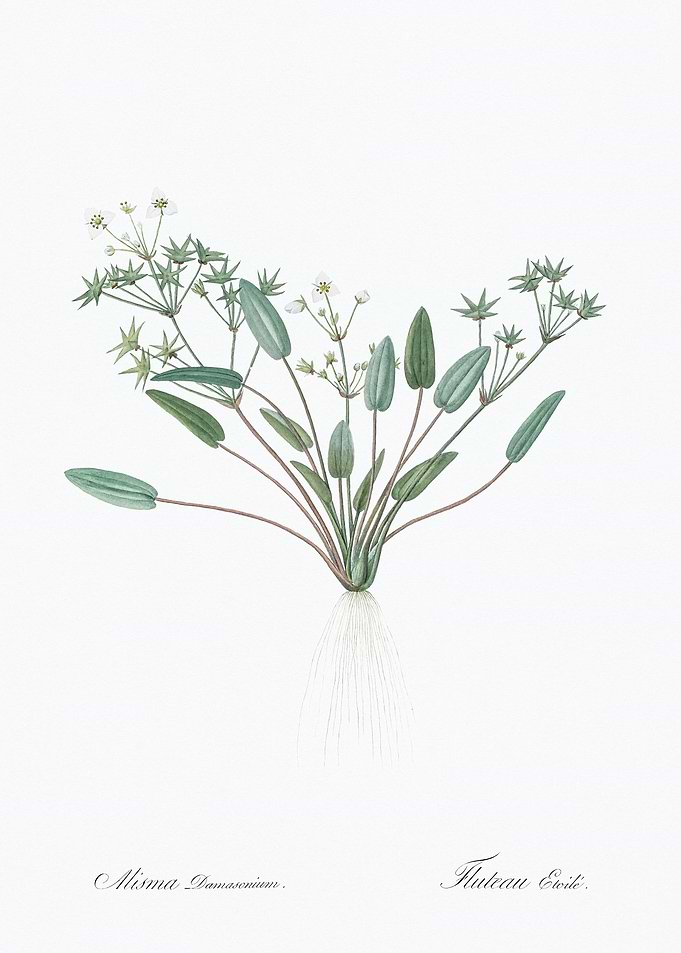 Alsine Damascena Illustration