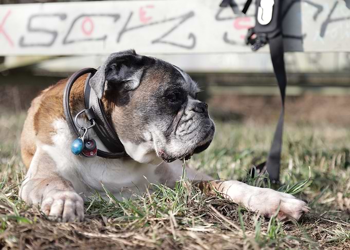 The last photo of my Boxer Dog Marie in the Spring Grass