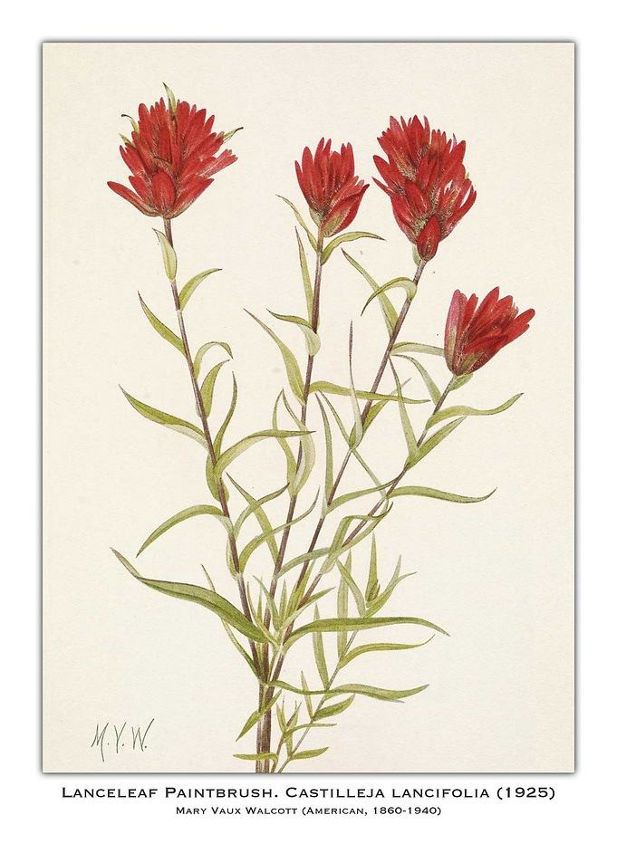 Lanceleaf Paintbrush Botanical Illustration