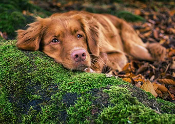 Golden Retriever Resting