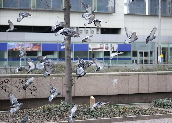 Pigeons in Flight