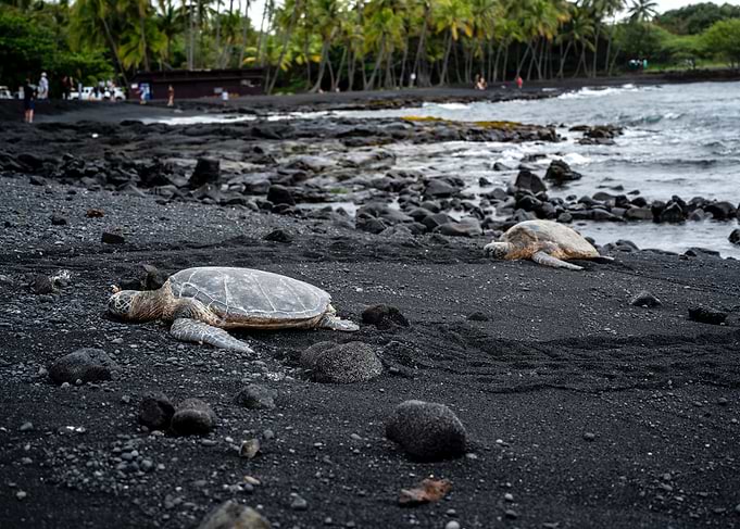 Sea Turtles on Black Sand Beach