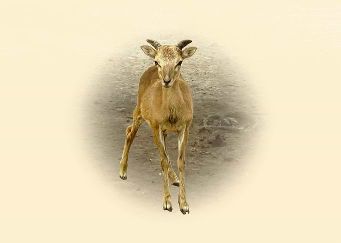 Young Mouflon Portrait