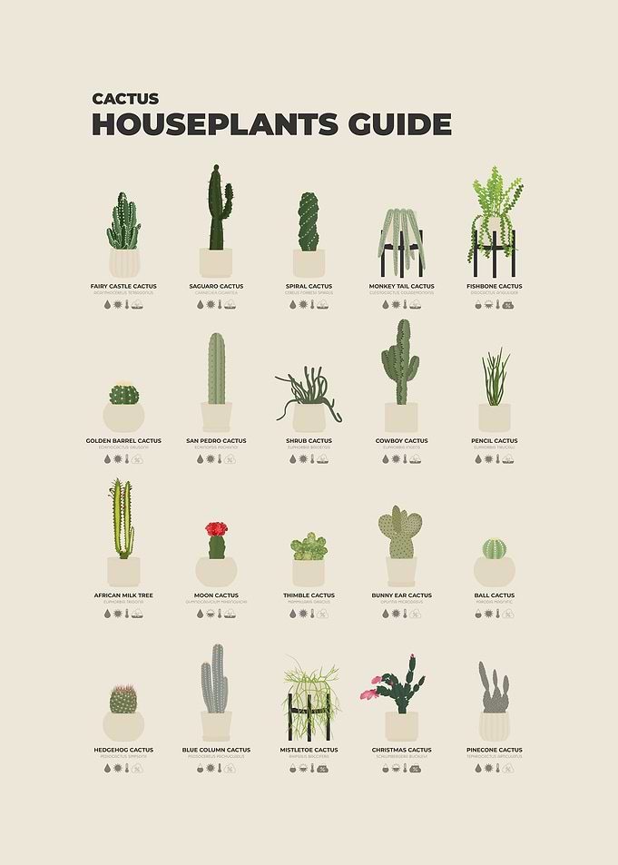 Cactus Houseplants Guide