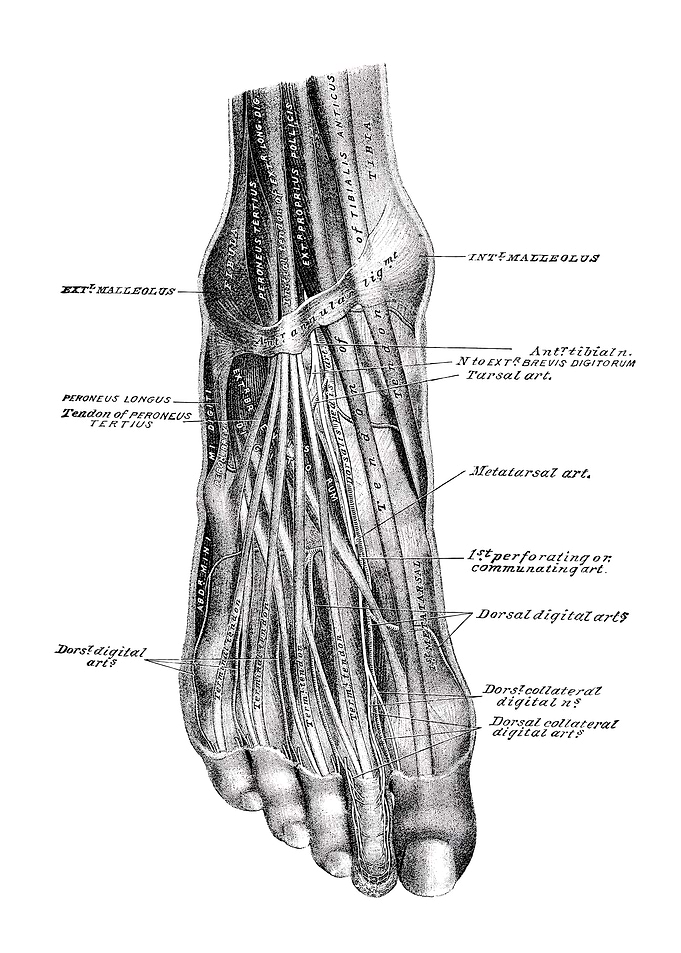 Foot Anatomy Illustration