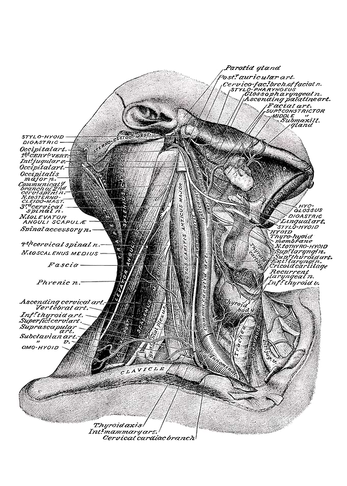 Human Neck Anatomy Diagram