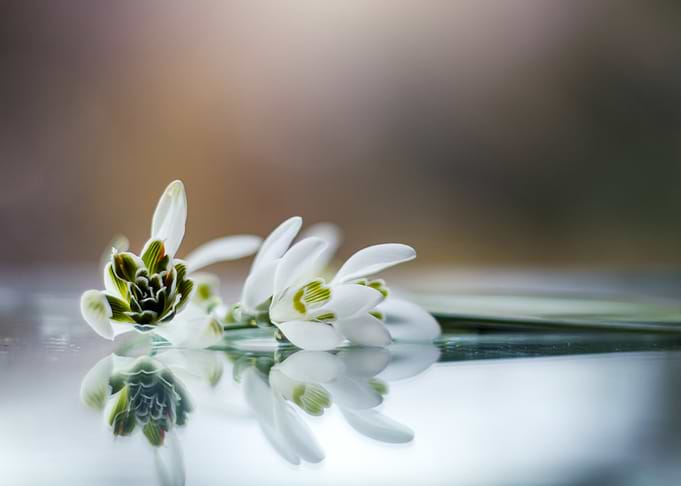 Snowdrop Flower Reflection