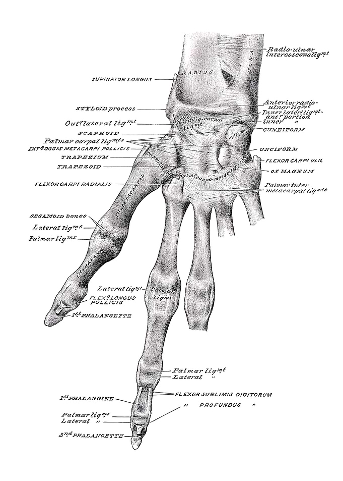 Human Hand Anatomy Diagram