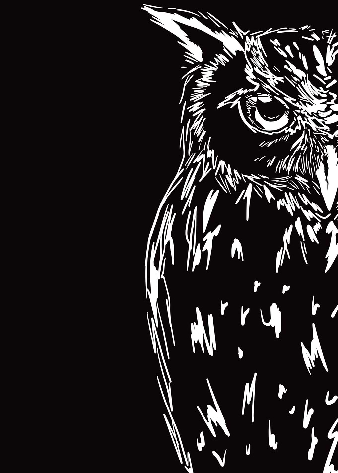 Owl Sketch