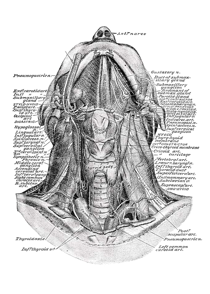 Human Anatomy Diagram