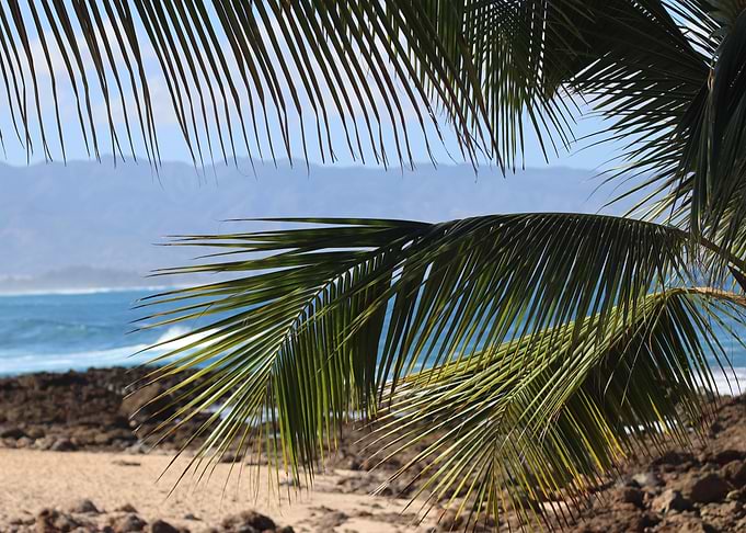 Palm Tree Ocean View