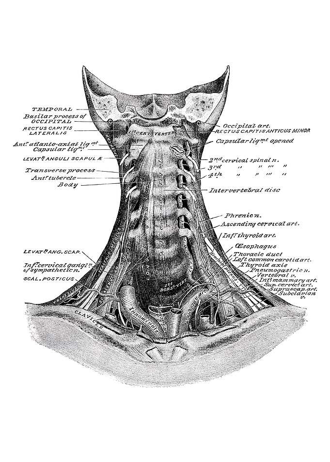 Human Neck Anatomy Diagram